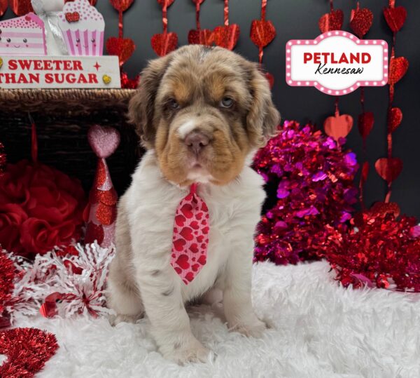 [#252502-04] Chocolate Merle M Hippo Mini Puppies For Sale