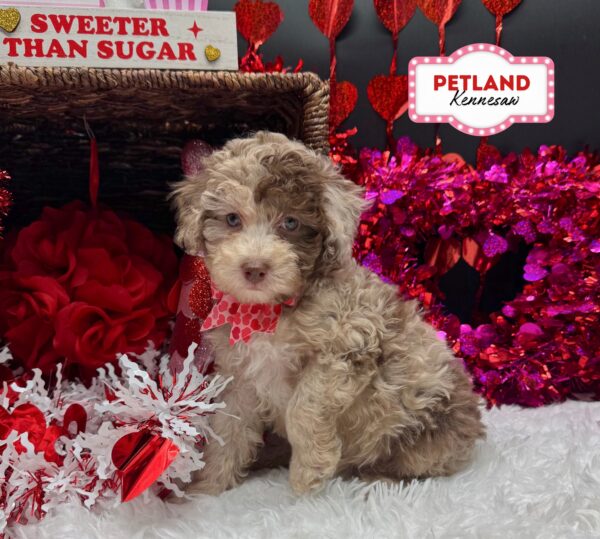 [#252521-02] Chocolate Merle F Poodle Toy Puppies For Sale