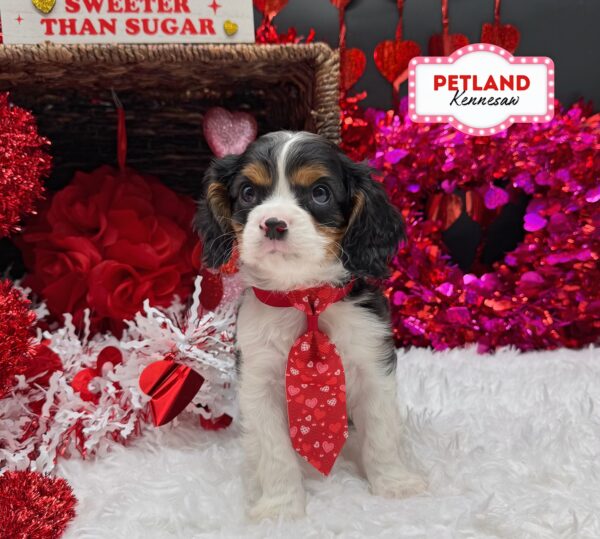 [#252650-02] Tri-Colored M Cavalier King Charles Spaniel Puppies For Sale