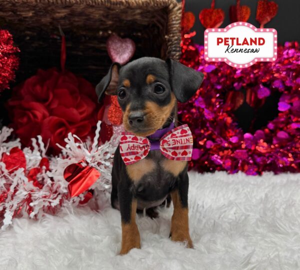 [#252567-04] Black / Tan F Miniature Pinscher Puppies For Sale