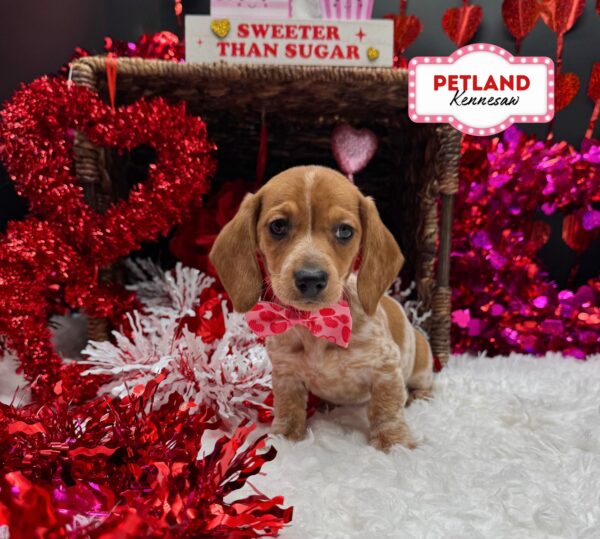 [#253277-06] White / Brown F Dachshund Puppies For Sale