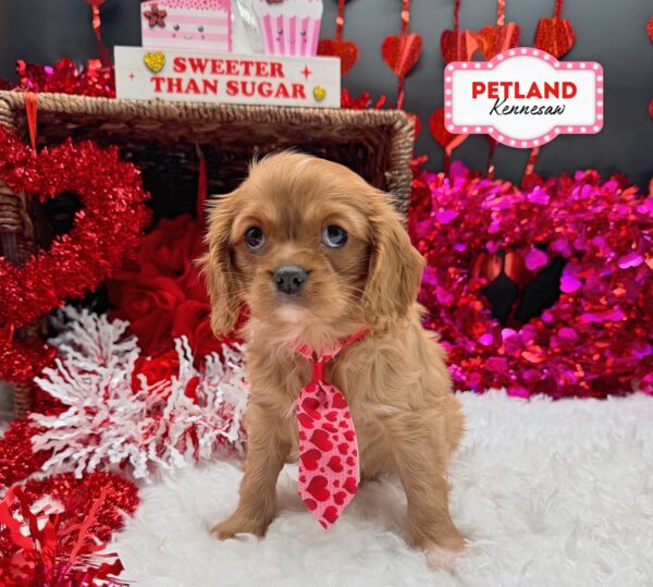 [#252624-02] Red M Cavalier King Charles Spaniel Puppies For Sale