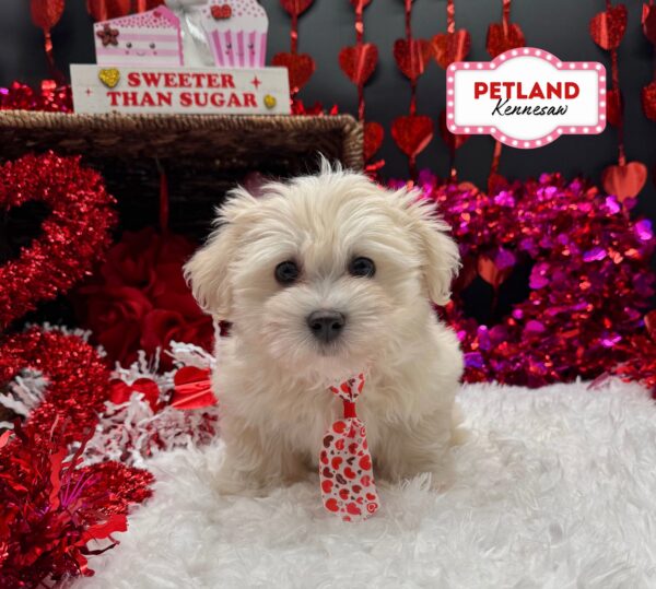 [#253161-02] White M Coton de Tulear Puppies For Sale