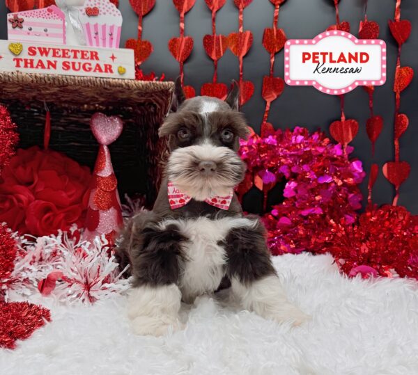 [#252501-04] Liver / White F Miniature Schnauzer Puppies For Sale