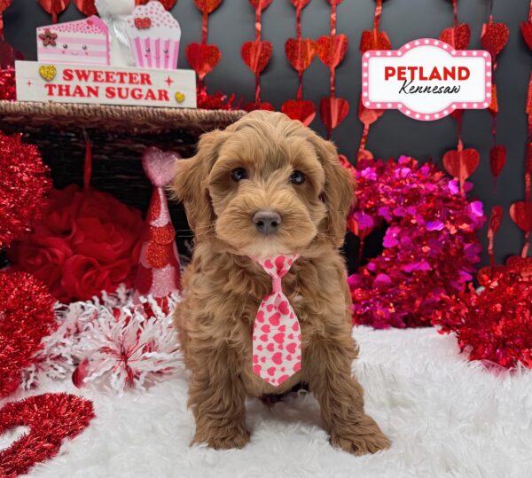 [#252648-03] Red M Cockadoodle F1 Puppies For Sale