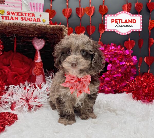 [#252621-03] Chocolate Merle F Cock A Poo Puppies For Sale