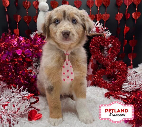 [#252993-06] Red Merle F Australian Shepherd Puppies For Sale