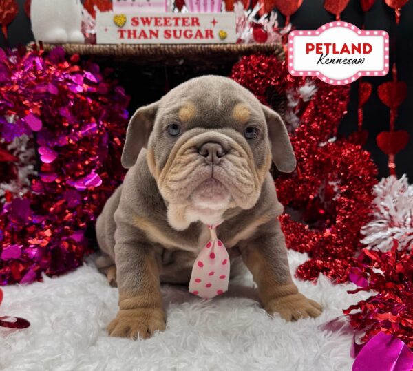 [#261-01] Lilac M English Bulldog  Puppies For Sale