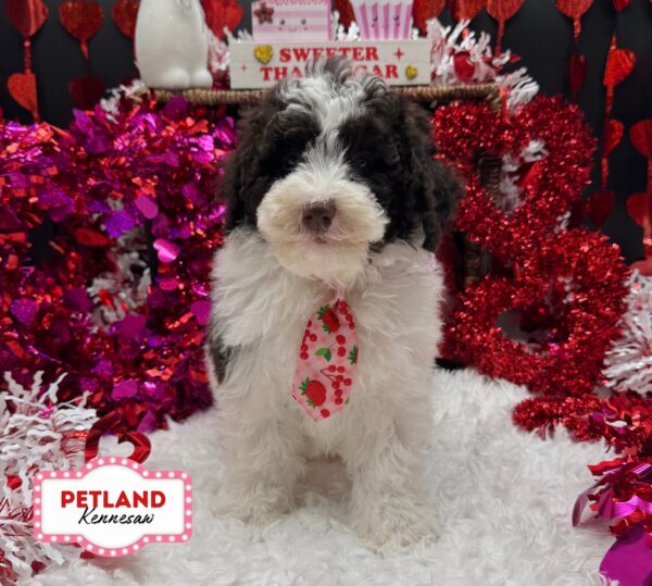 [#25394-01] M Poodle/Labradoodle Puppies For Sale