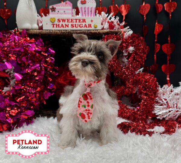 [#253226-03] Brown / White M Miniature Schnauzer Puppies For Sale