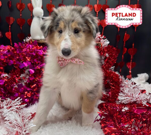 [#25408-07] Blue Merle F Collie Puppies For Sale