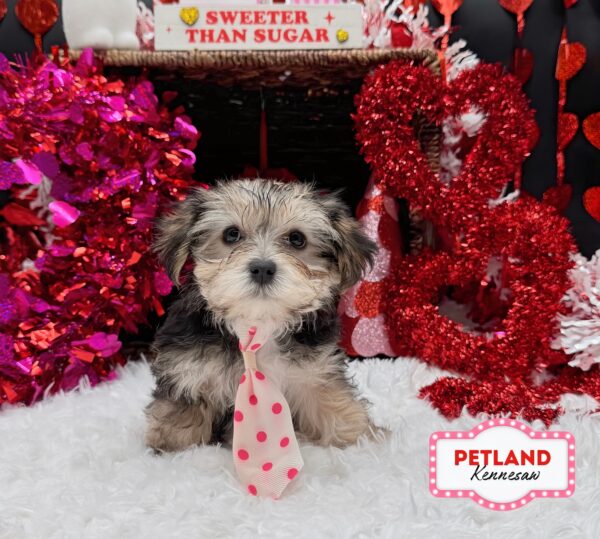 [#253030-01] Black / Tan M Morkie Puppies For Sale