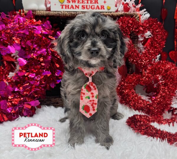 [#252481-02] Blue Merle M Cavapoo Puppies For Sale