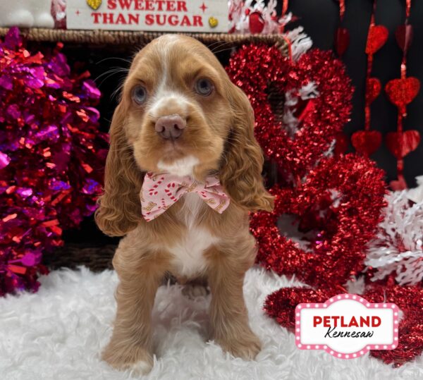 [#252599-01] Red F Cocker Spaniel Puppies For Sale