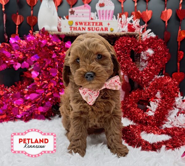[#252663-06] Red F Goldendoodle Mini F1b Puppies For Sale