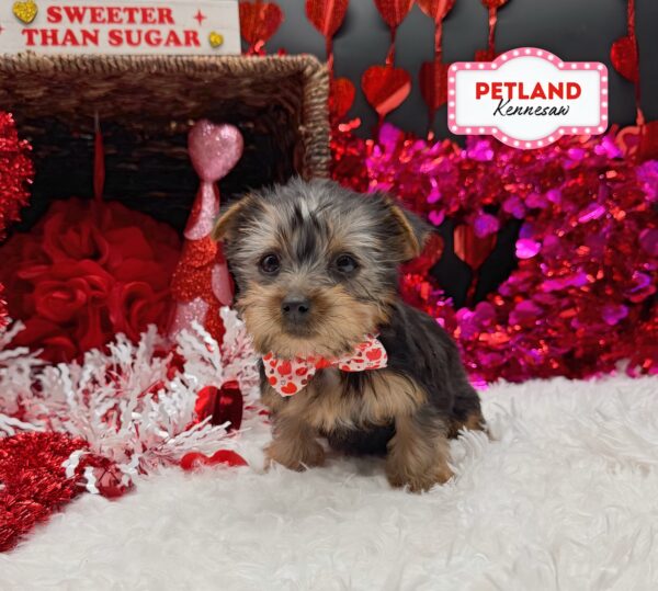 [#251130-02] Black / Tan F Yorkshire Terrier Puppies For Sale