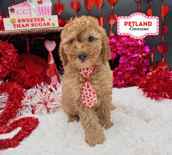 [#252664-01] Red M Goldendoodle Mini F1b Puppies For Sale