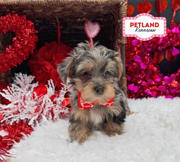 [#252530-06] Gray F Yorkiepoo Puppies For Sale