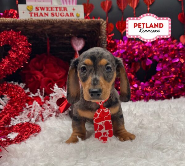 [#252495-01] Silver Dapple M Dachshund Puppies For Sale