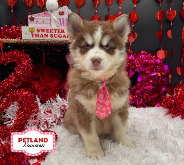 [#253075-01] Chocolate / White M Pomsky Puppies For Sale