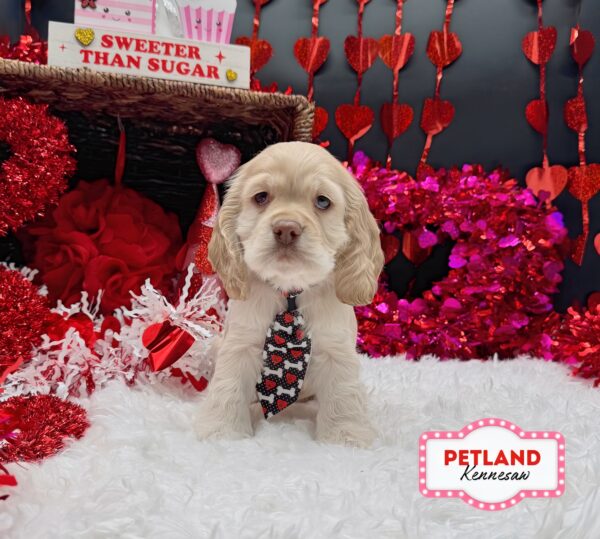 [#252619-01] Buff / White M Cocker Spaniel Puppies For Sale