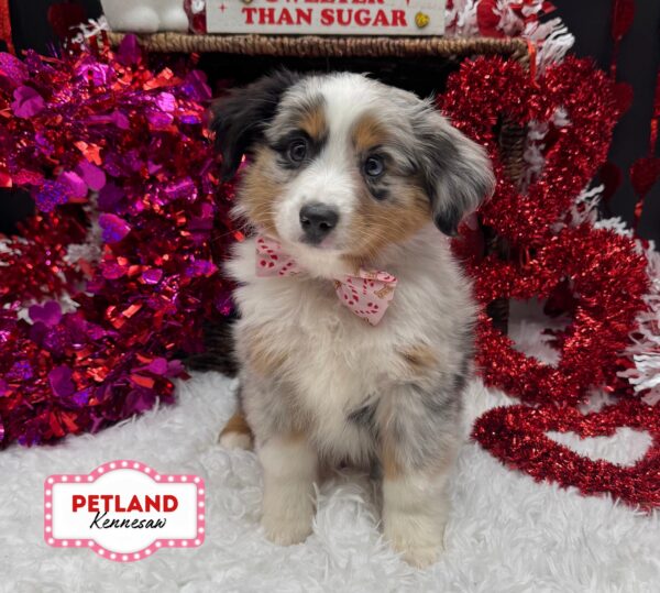 [#253372-03] Blue Merle F Miniature Australian Shepherd Puppies For Sale