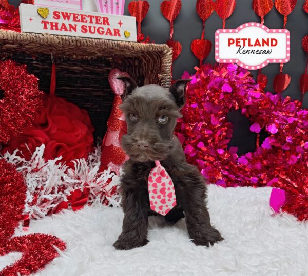 [#2616-02] Chocolate M Miniature Schnauzer Puppies For Sale