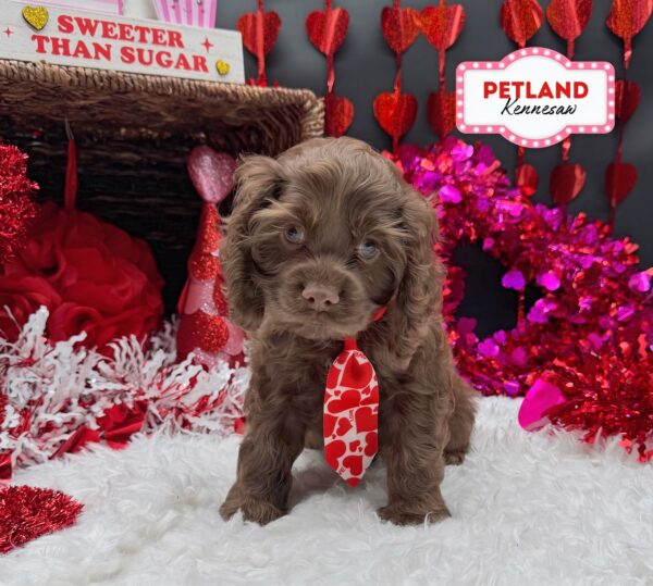 [#252688-01] Chocolate M Cocker Spaniel Puppies For Sale
