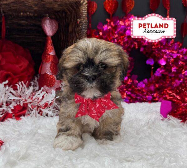 [#252732-01] Brown / White F Lhasa Apso Puppies For Sale