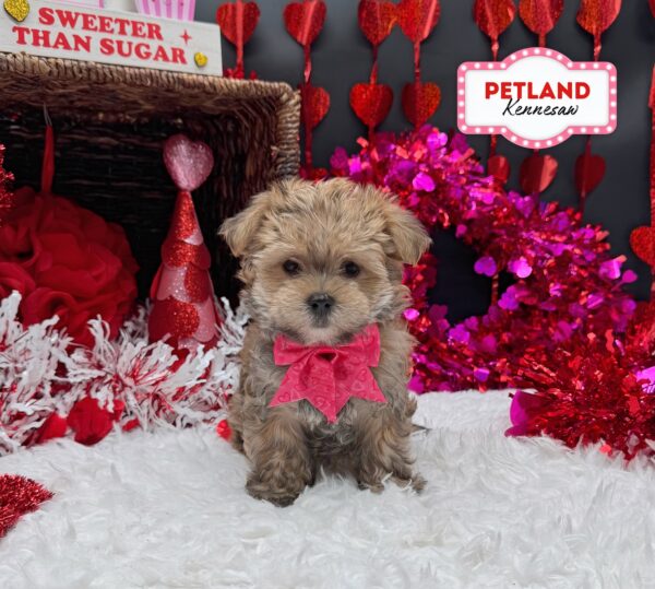 [#252738-06] Brown F Morkie Puppies For Sale