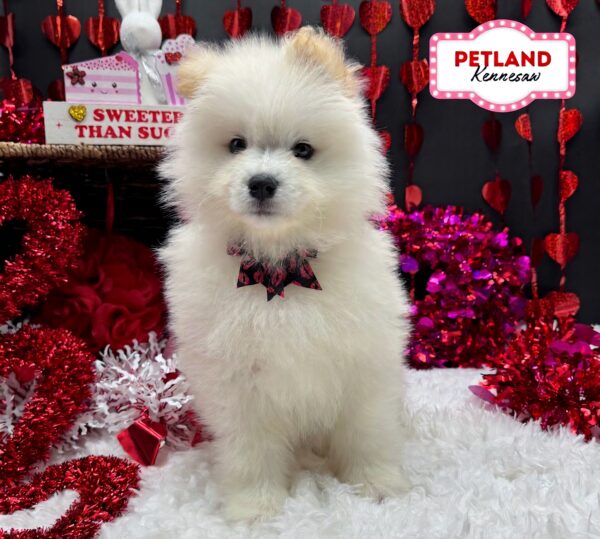 [#251080-06] White F Samoyed Puppies For Sale