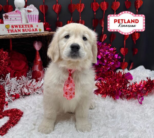 [#253261-01] White M Golden Retriever Puppies For Sale