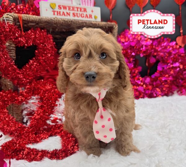 [#252722-01] Red M Cavapoo Puppies For Sale