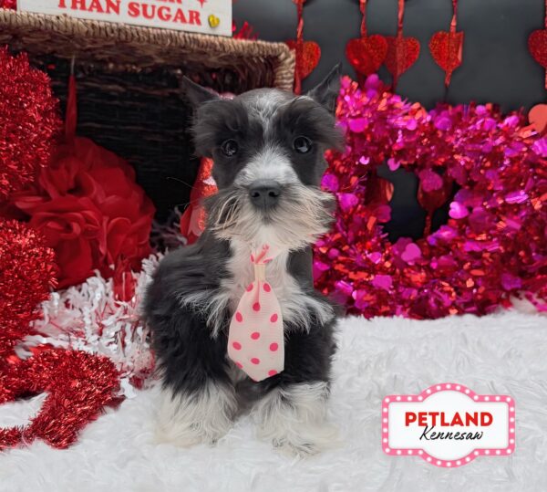 [#252593-01] Black / White M Miniature Schnauzer Puppies For Sale