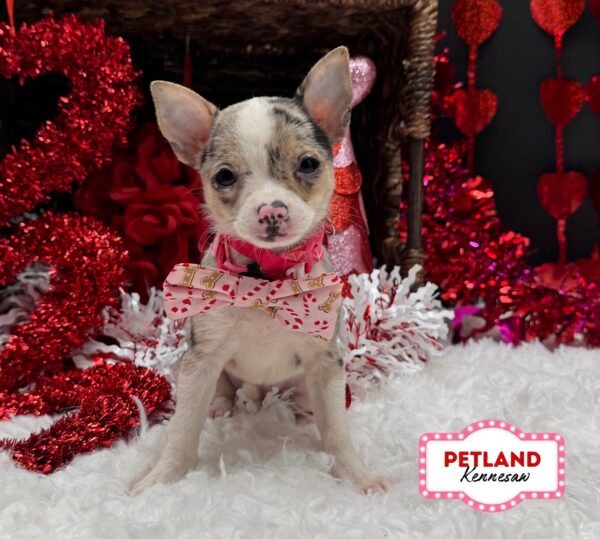 [#252427-04] Blue Merle F Chihuahua Puppies For Sale