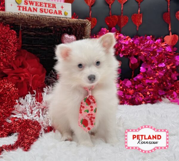[#252426-02] White / Brown M Pomeranian Puppies For Sale