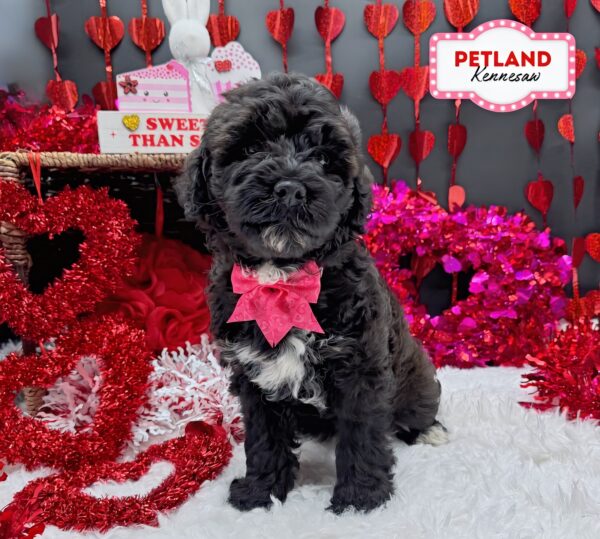 [#253289-04] Chocolate F Goldendoodle Mini Puppies For Sale