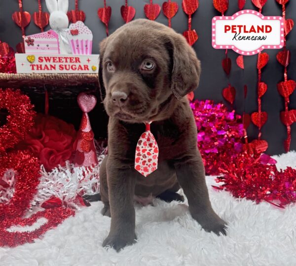 [#25457-04] Chocolate M Labrador Retriever Puppies For Sale