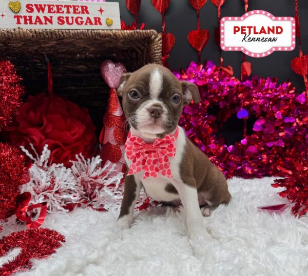 [#253285-04] Red / White F Boston Terrier Puppies For Sale