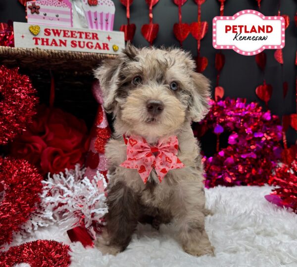 [#252712-05] Chocolate Merle F Schnoodle Puppies For Sale