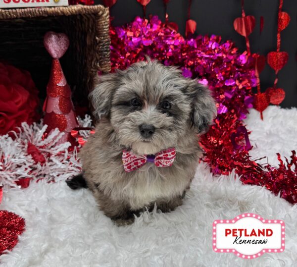 [#253317-04] Blue Merle F Maltipoo Puppies For Sale