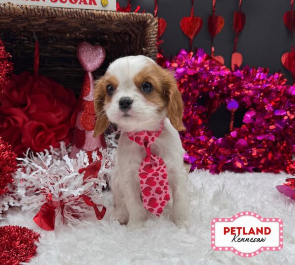 [#251118-02] Blenheim M Cavalier King Charles Spaniel Puppies For Sale
