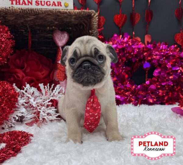 [#252628-01] Fawn M Pug Puppies For Sale