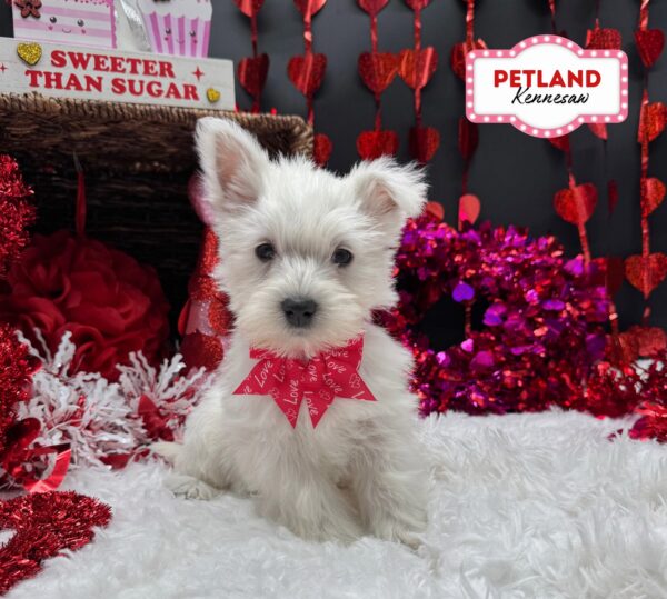 [#253195-04] White F West Highland White Terrier Puppies For Sale