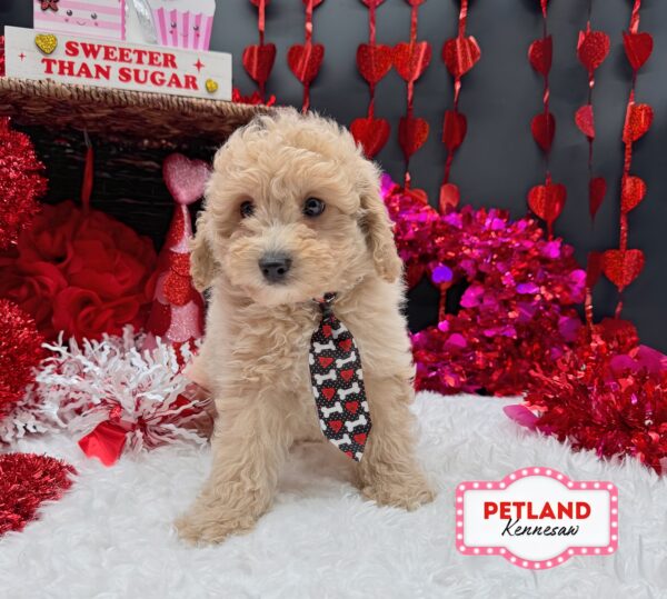 [#252620-01] Apricot M Poodle Puppies For Sale