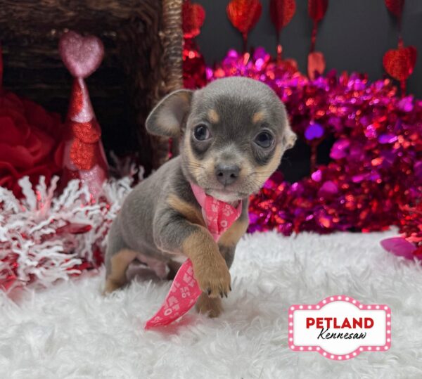 [#252714-03] Blue Tan M Chihuahua Puppies For Sale