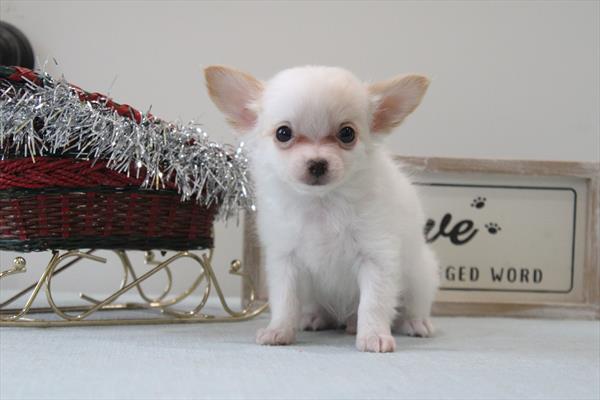 [#252749-03] White / Cream M Chihuahua Puppies For Sale