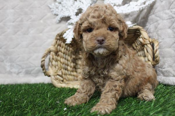 [#2654-04] Red F Cockadoodle Puppies For Sale