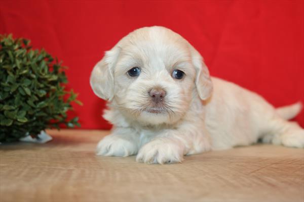 [#2628-03] Cream / White F Daisy Dog Puppies For Sale
