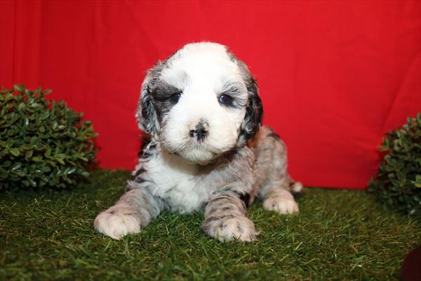 [#2669-06] Gray / White F Cock A Poo Puppies For Sale